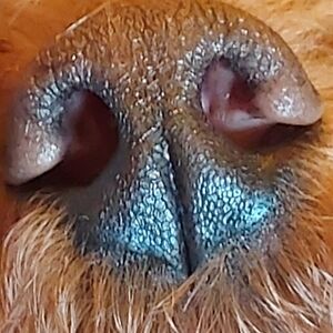 Dog Nose Print Art - Blue and Brown